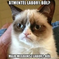 Grumpy Labor Cat